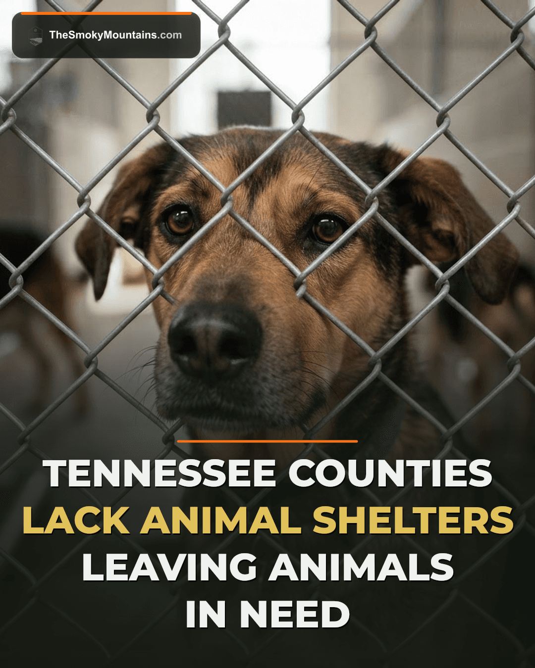 Advocates Push for Statewide Animal Shelter Access in Tennessee news image