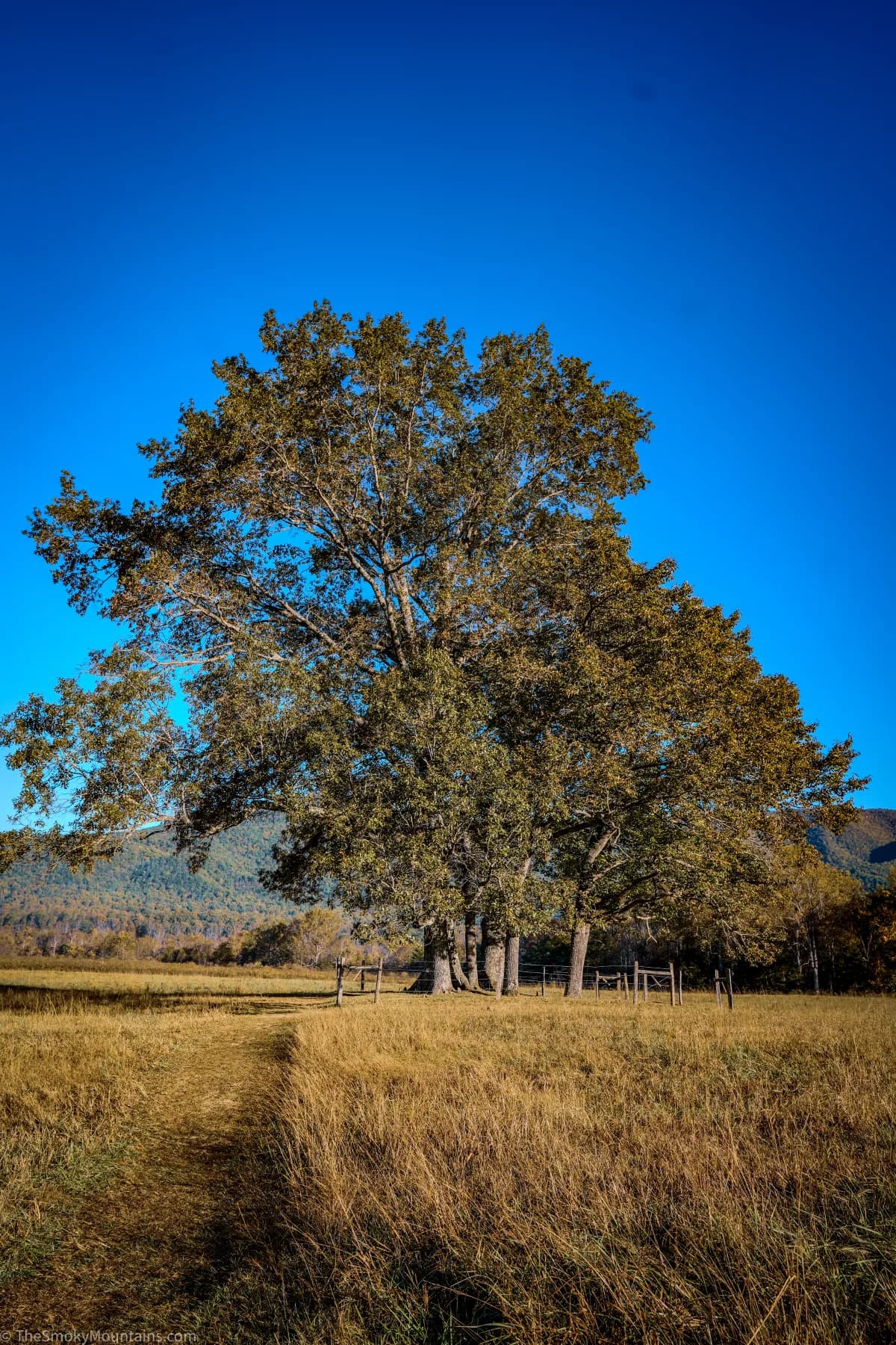 A lone tree in the golden autumn meadows of Cades Cove, Great Smoky Mountains National Park