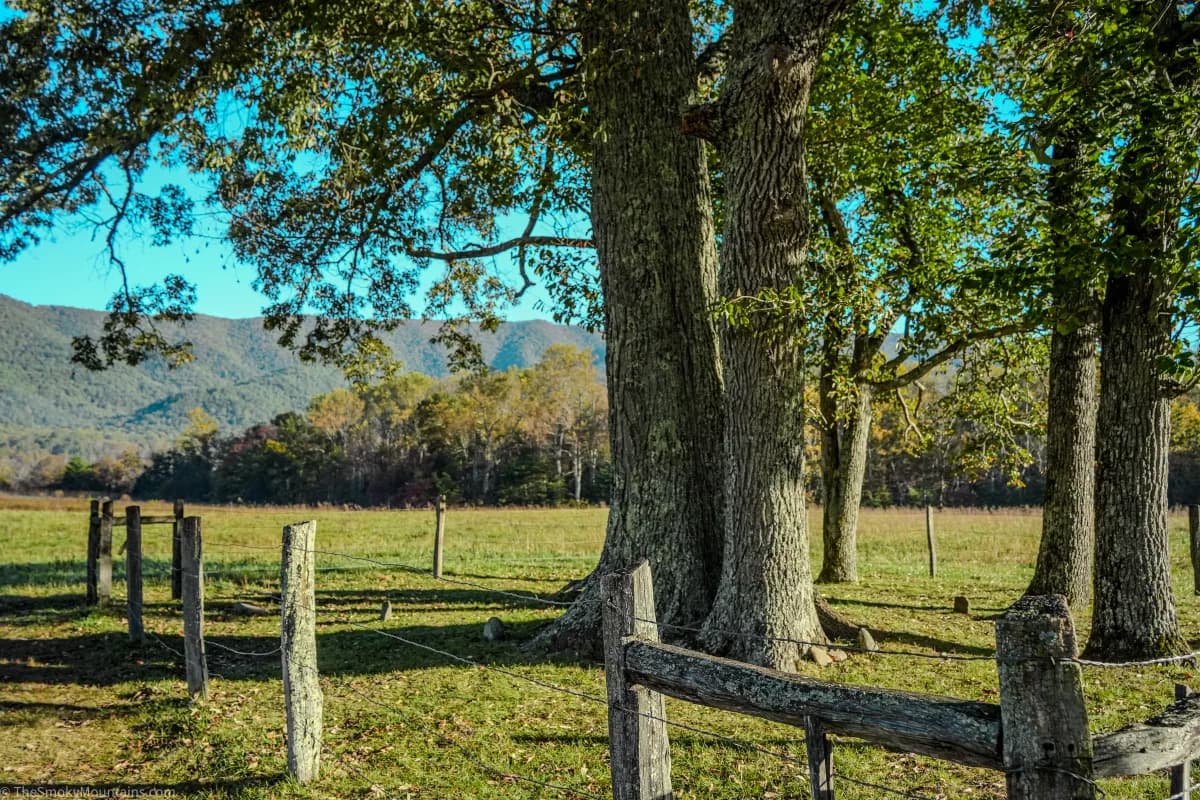 A serene pastoral landscape in Cades Cove capturing the essence of an autumn day in the Smokies. Large, textured tree trunks in the foreground frame a view of a sun-drenched meadow, bounded by a rusti