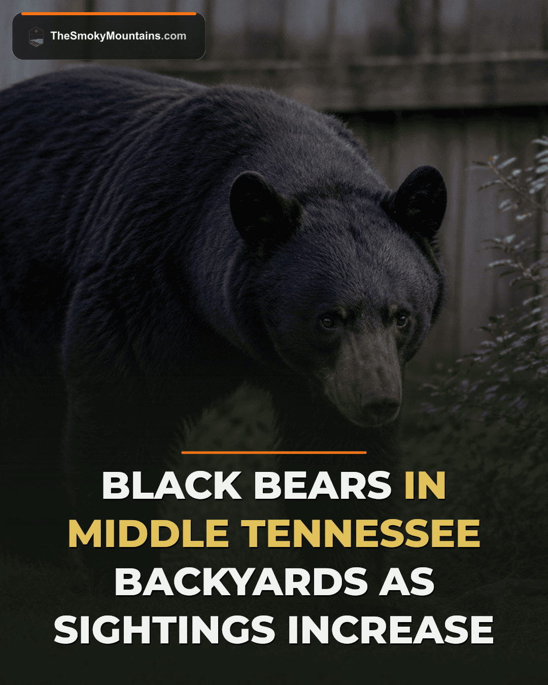 Black Bear Sightings Increase Across Middle Tennessee Landscapes news image