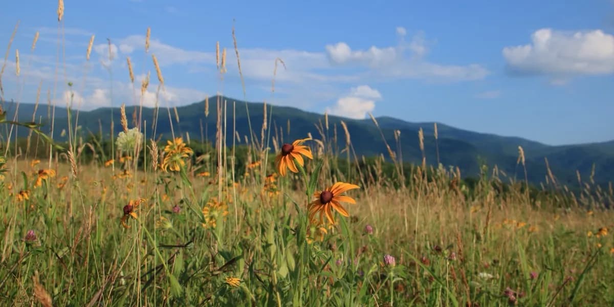 Cades Cove Cellars - Winery in Townsend, Tennessee
