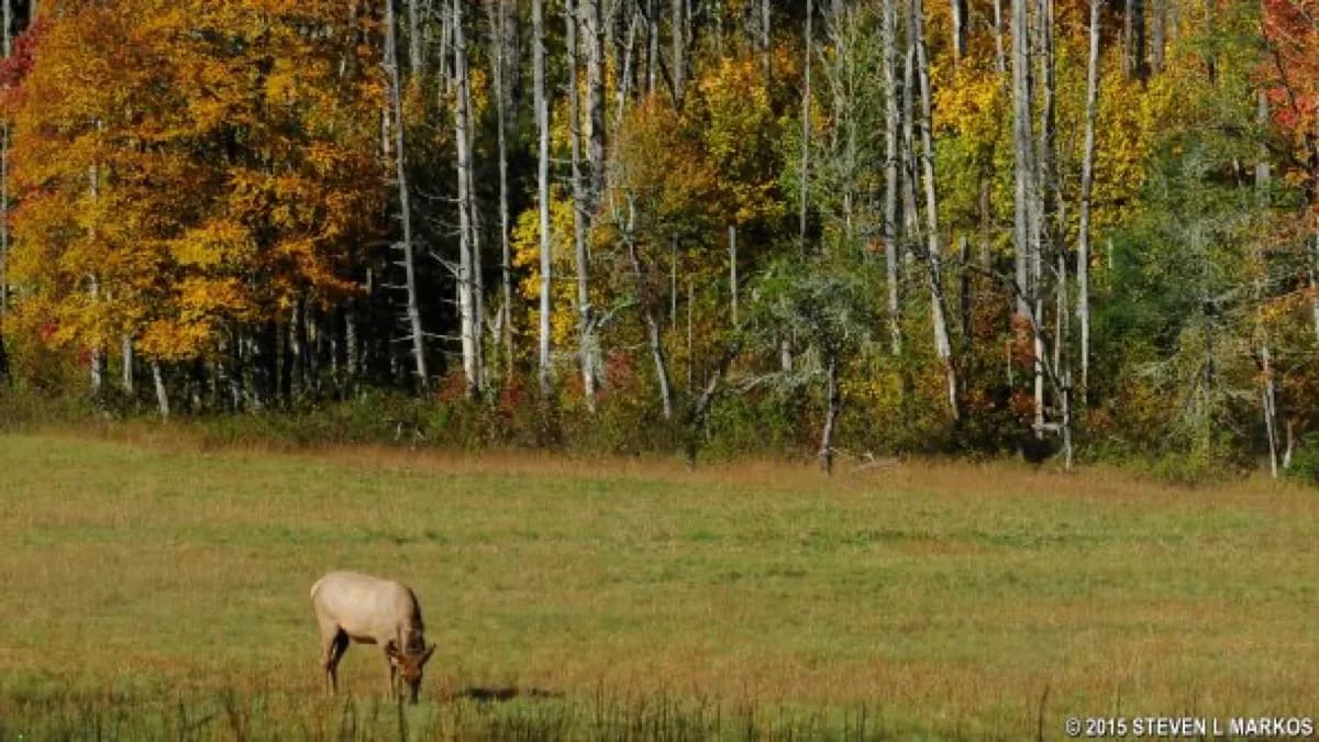 Cataloochee Valley - Elk Watching - Tourist attraction in Waynesville, Tennessee