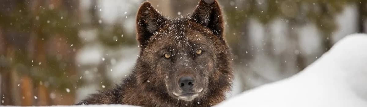 John Oliver Place - Historical place in Townsend, Tennessee