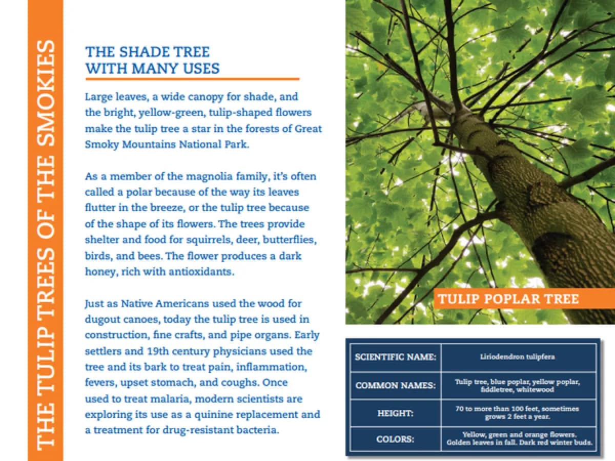 The Tulip Tower - Tourist attraction in Gatlinburg, Tennessee