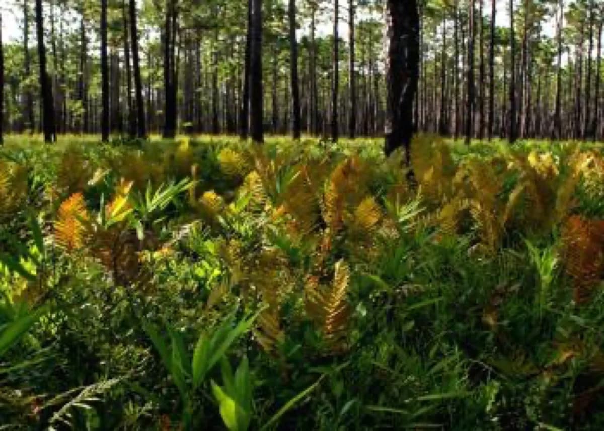 Wayehutta Off Roading (OHV) Area - Attraction in Sylva, Tennessee