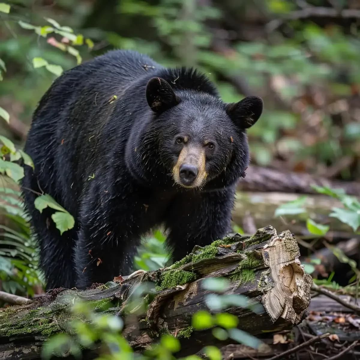 How Common Are Bear Attacks In The Smoky Mountains?