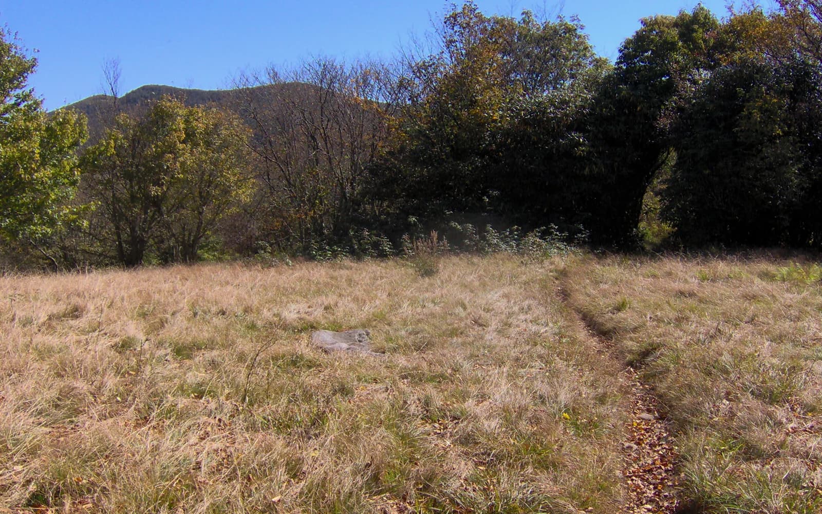 The Appalachian Trail crossing the open meadow at Spence Field in Great Smoky Mountains National Park
