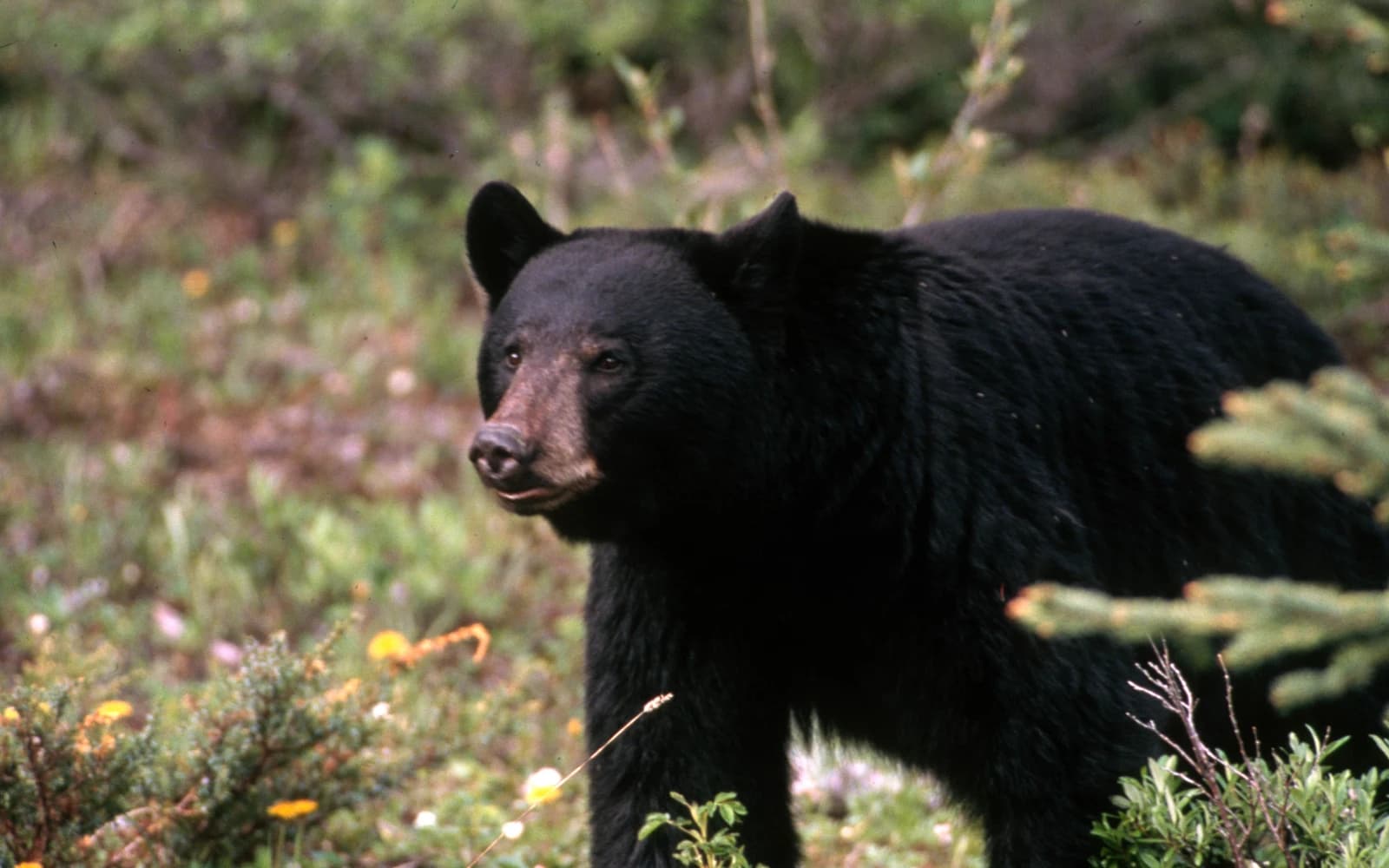 Adult American black bear walking through green forest vegetation