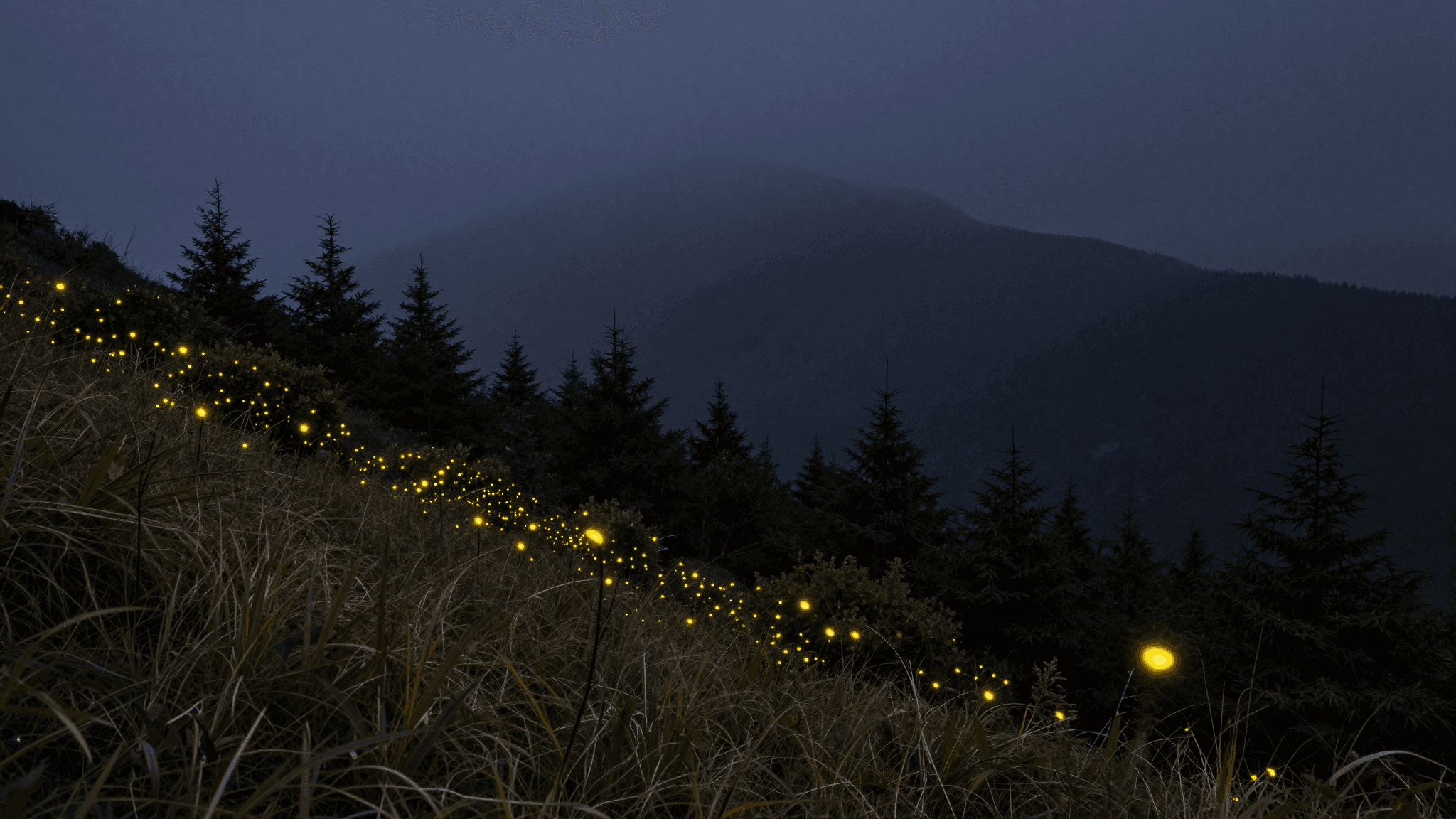 Synchronous fireflies flashing in unison in a Smoky Mountain forest at night