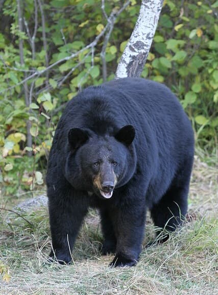 An American black bear in the forest